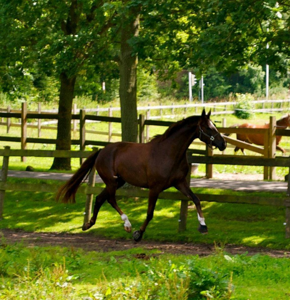 Dansk Varmblod Springborgs Ackeleje billede 7