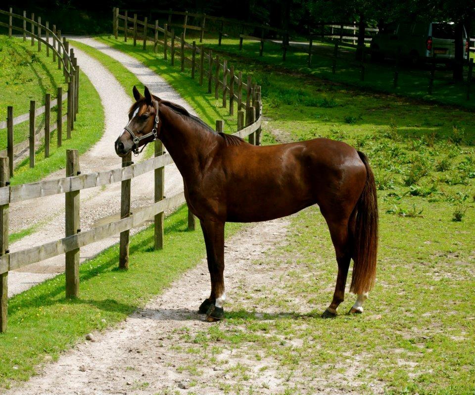 Dansk Varmblod Springborgs Ackeleje billede 8