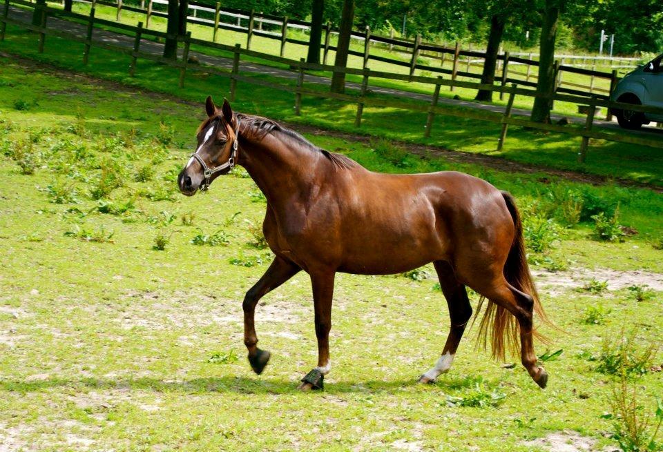 Dansk Varmblod Springborgs Ackeleje billede 9