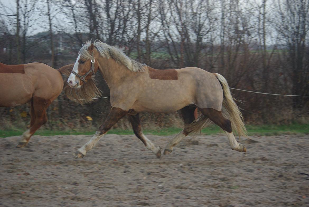 Welsh Cob (sec D) Shaitan billede 7