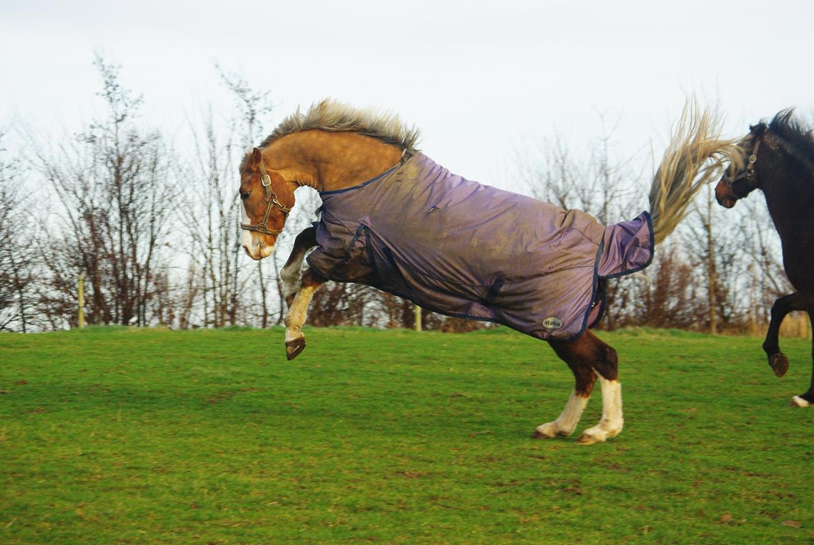 Welsh Cob (sec D) Shaitan billede 5