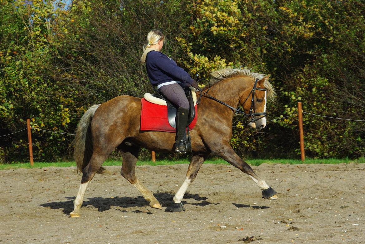 Welsh Cob (sec D) Shaitan billede 6