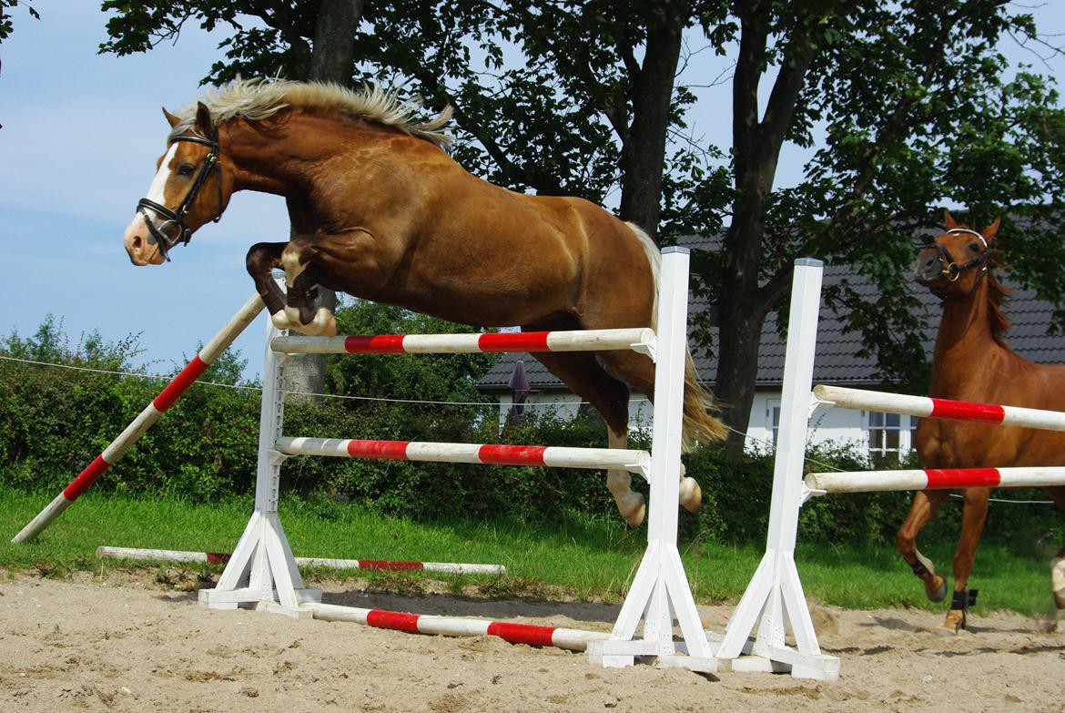 Welsh Cob (sec D) Shaitan billede 12