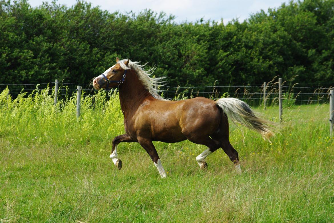 Welsh Cob (sec D) Shaitan billede 14