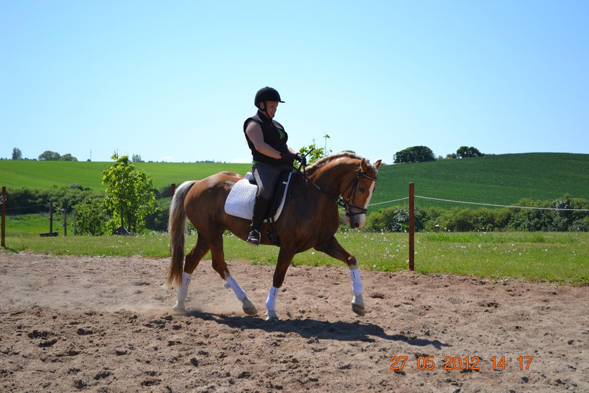Welsh Cob (sec D) Shaitan billede 17