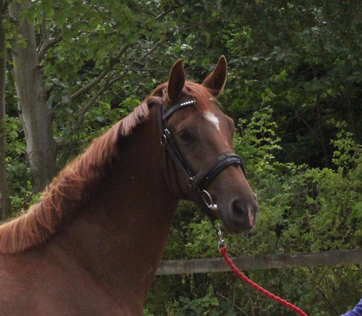 Dansk Varmblod Ellert Horsenæs billede 2