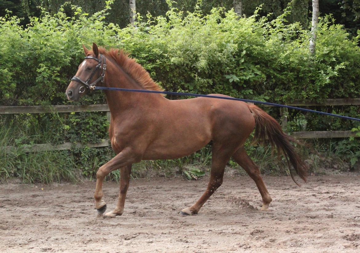 Dansk Varmblod Ellert Horsenæs billede 4