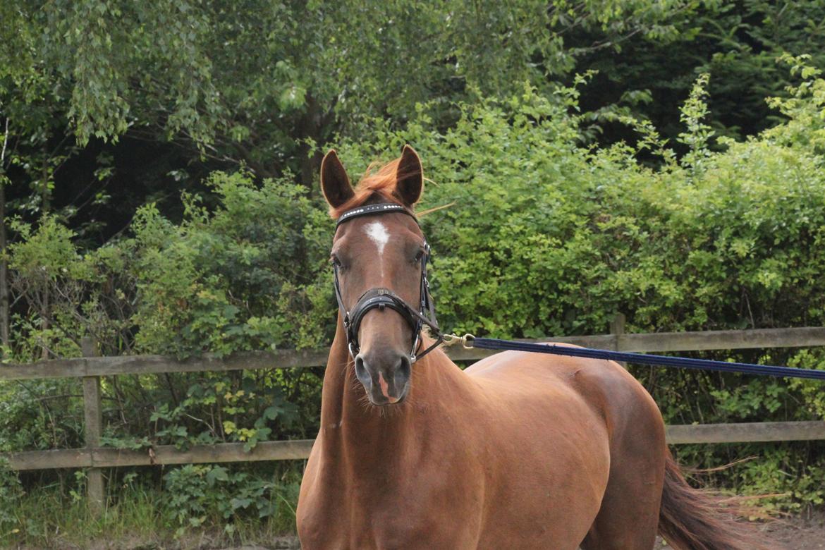 Dansk Varmblod Ellert Horsenæs billede 3