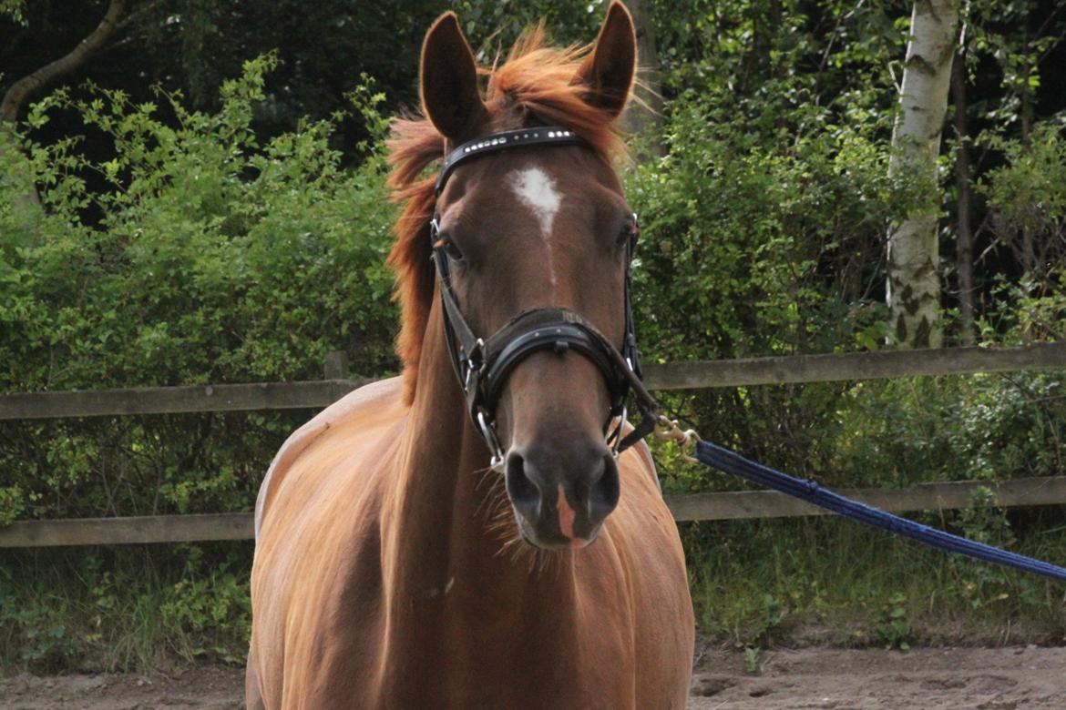 Dansk Varmblod Ellert Horsenæs billede 5