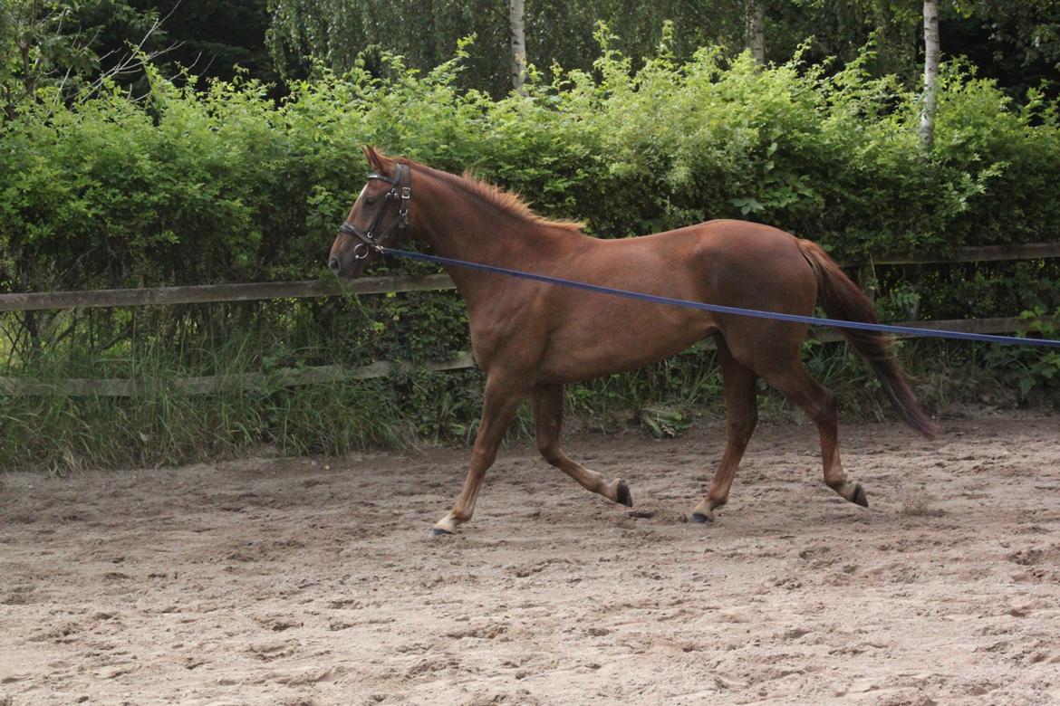 Dansk Varmblod Ellert Horsenæs billede 10