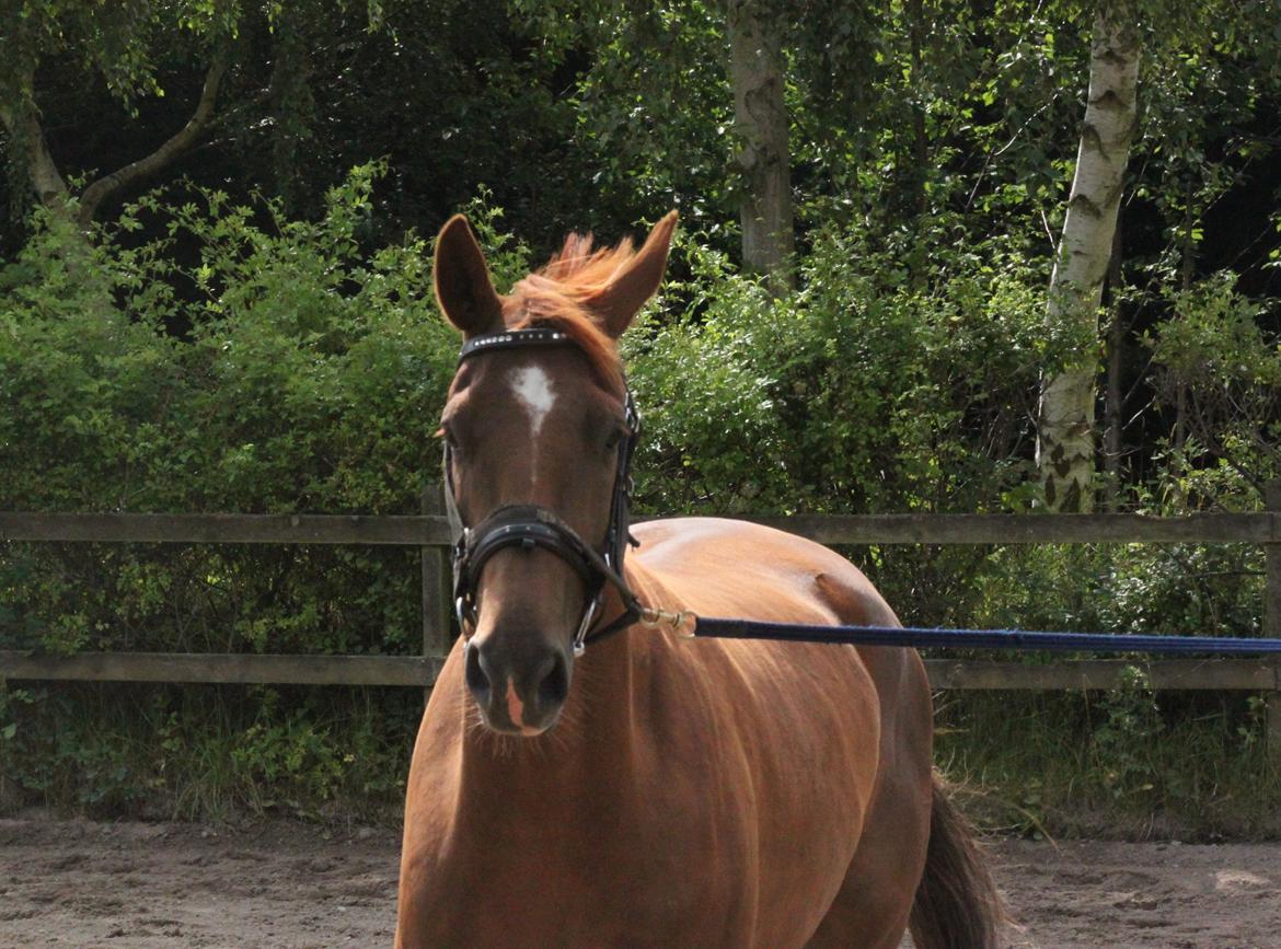 Dansk Varmblod Ellert Horsenæs billede 7