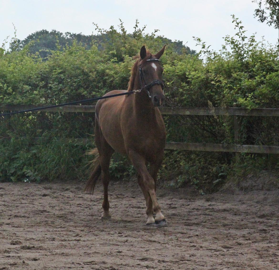Dansk Varmblod Ellert Horsenæs billede 6