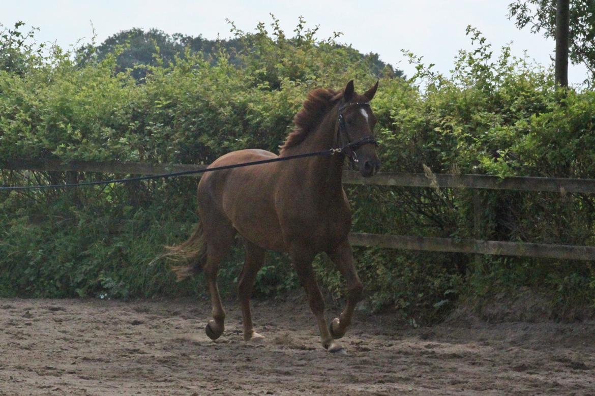 Dansk Varmblod Ellert Horsenæs billede 8