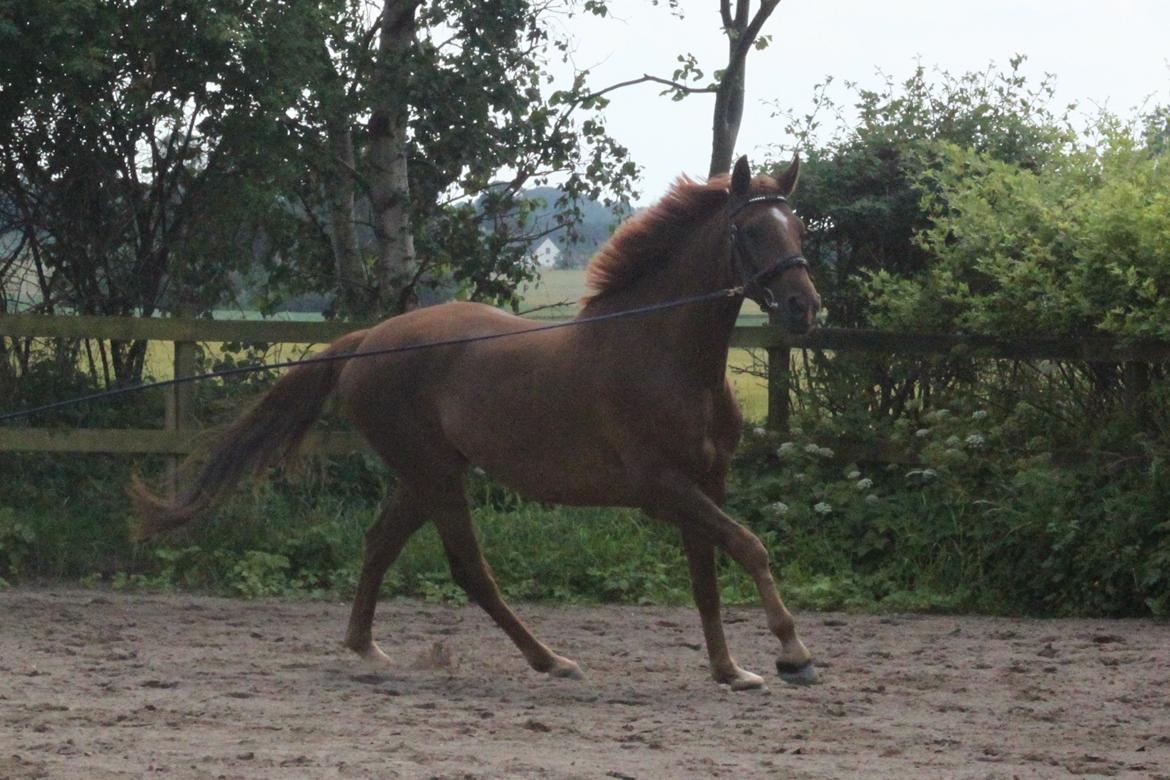 Dansk Varmblod Ellert Horsenæs billede 11