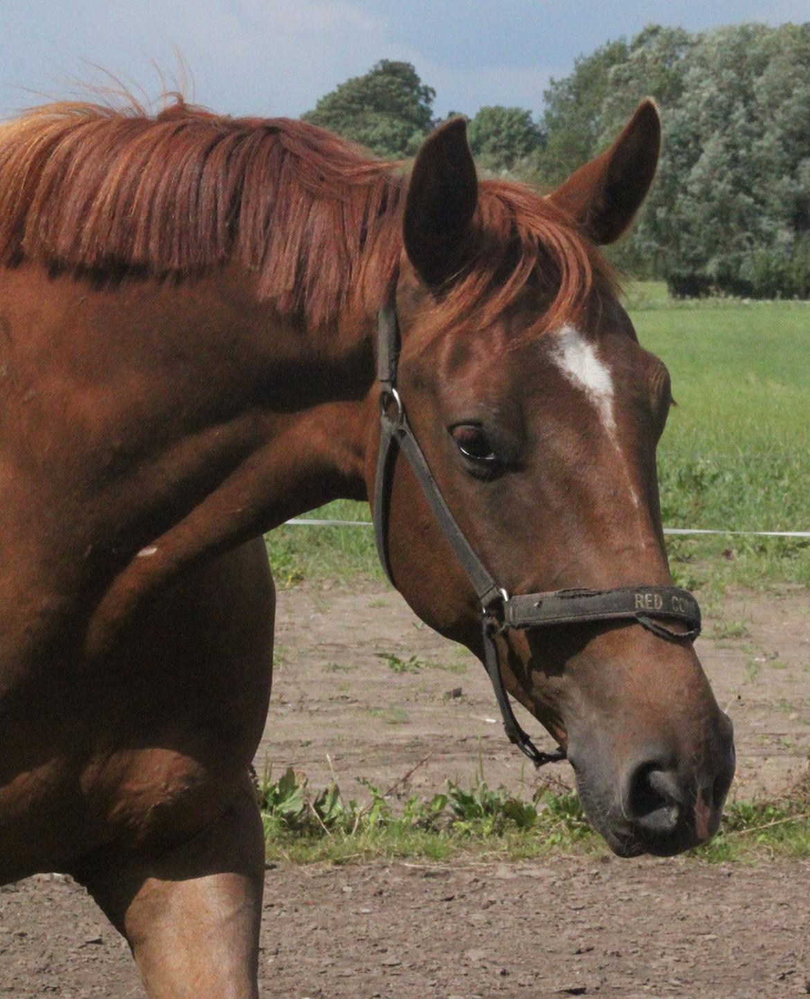 Dansk Varmblod Ellert Horsenæs billede 12
