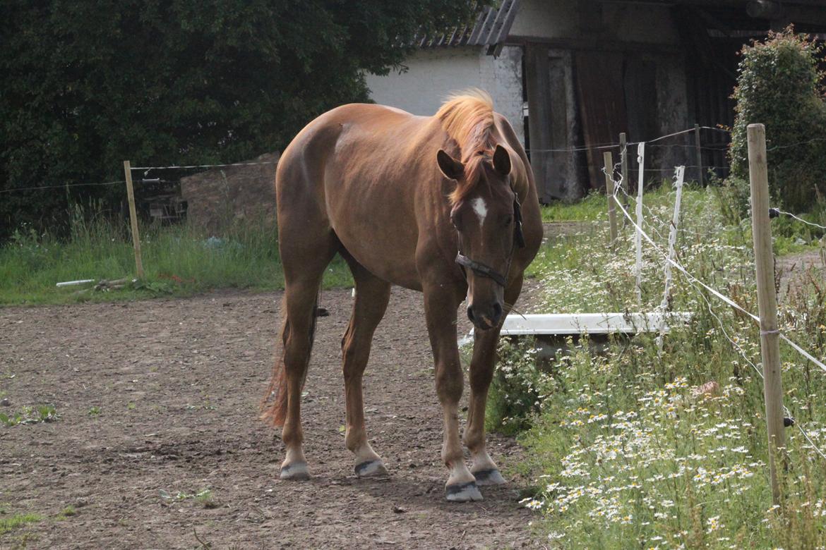 Dansk Varmblod Ellert Horsenæs billede 9