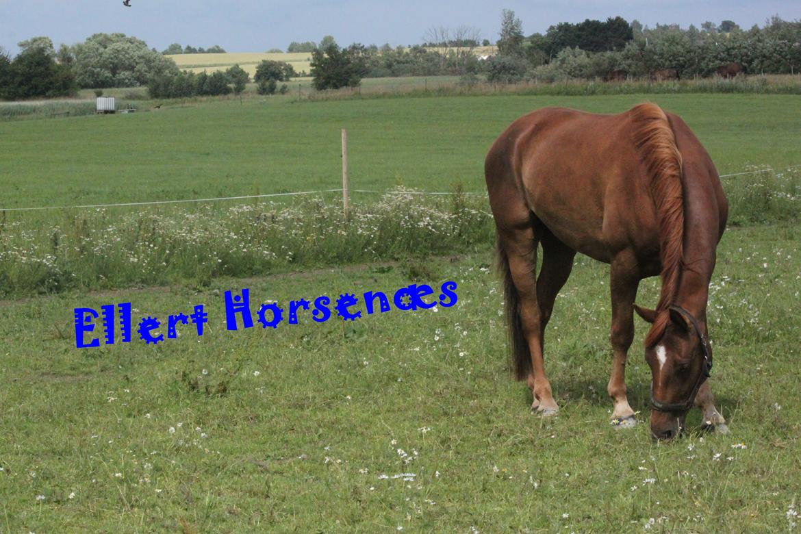 Dansk Varmblod Ellert Horsenæs - Velkommen til Ellemands profil!:-) billede 1