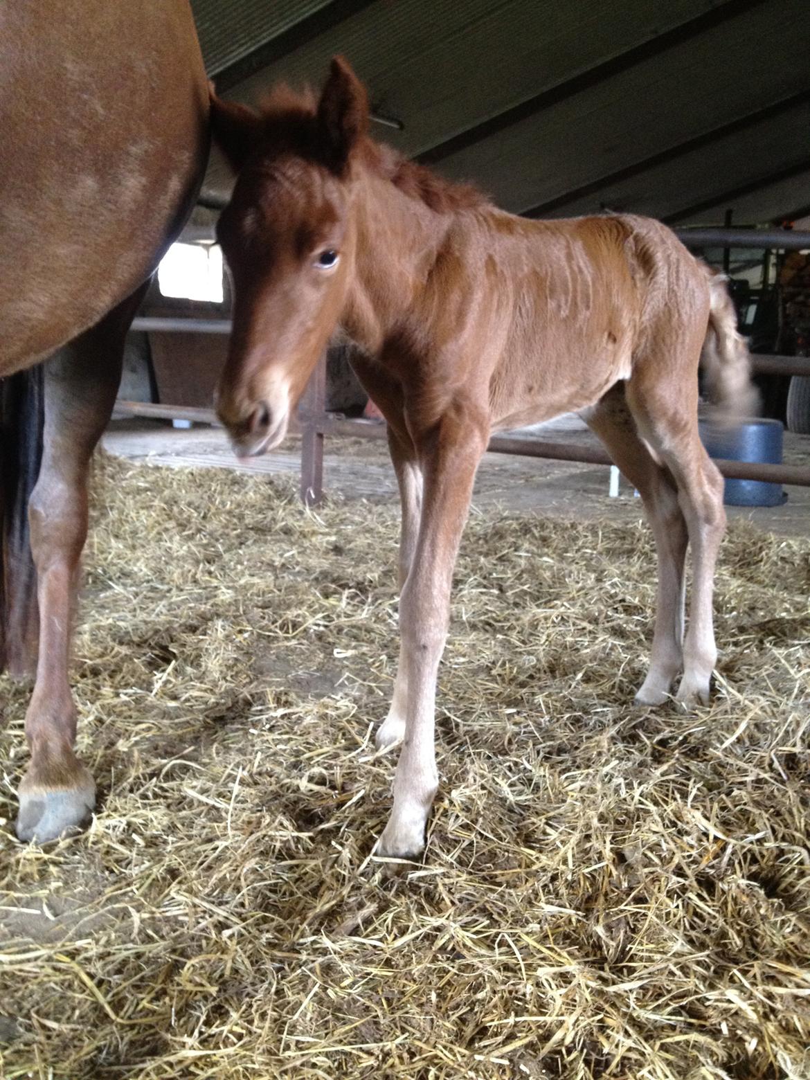 Islænder føllemand ? billede 1