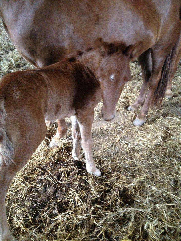 Islænder føllemand ? billede 2