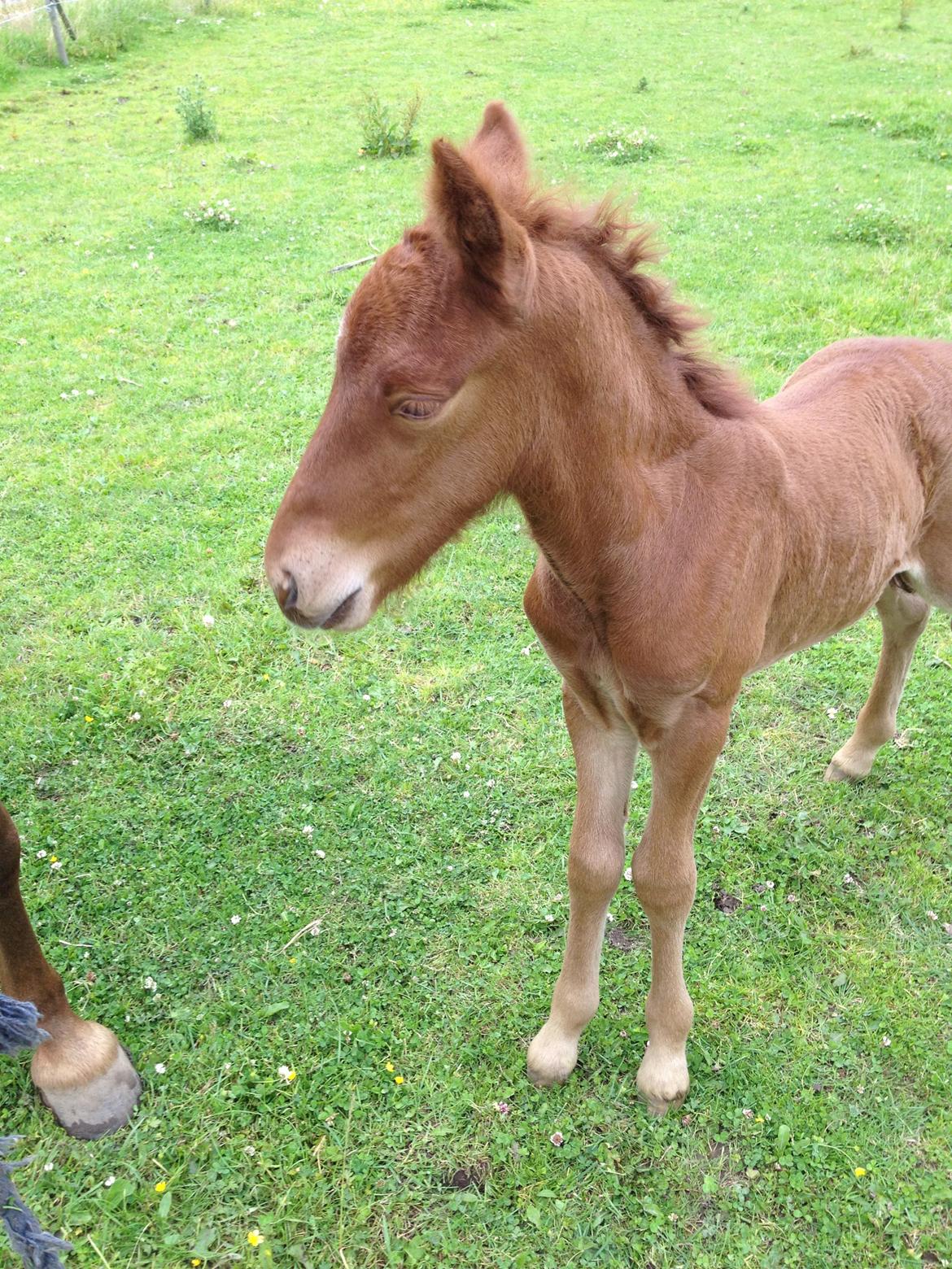 Islænder føllemand ? billede 3