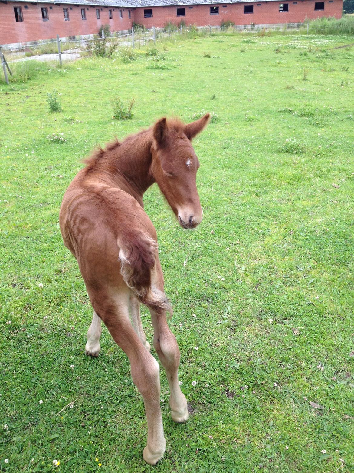 Islænder føllemand ? billede 4