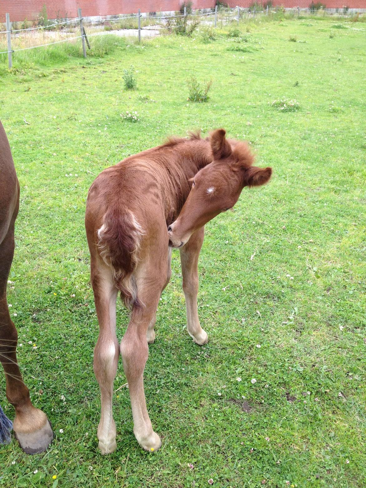 Islænder føllemand ? billede 5
