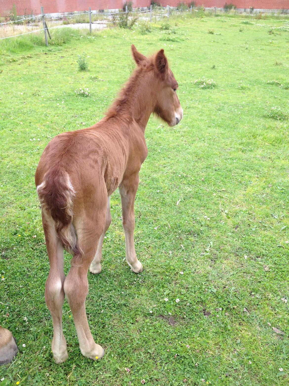 Islænder føllemand ? billede 6
