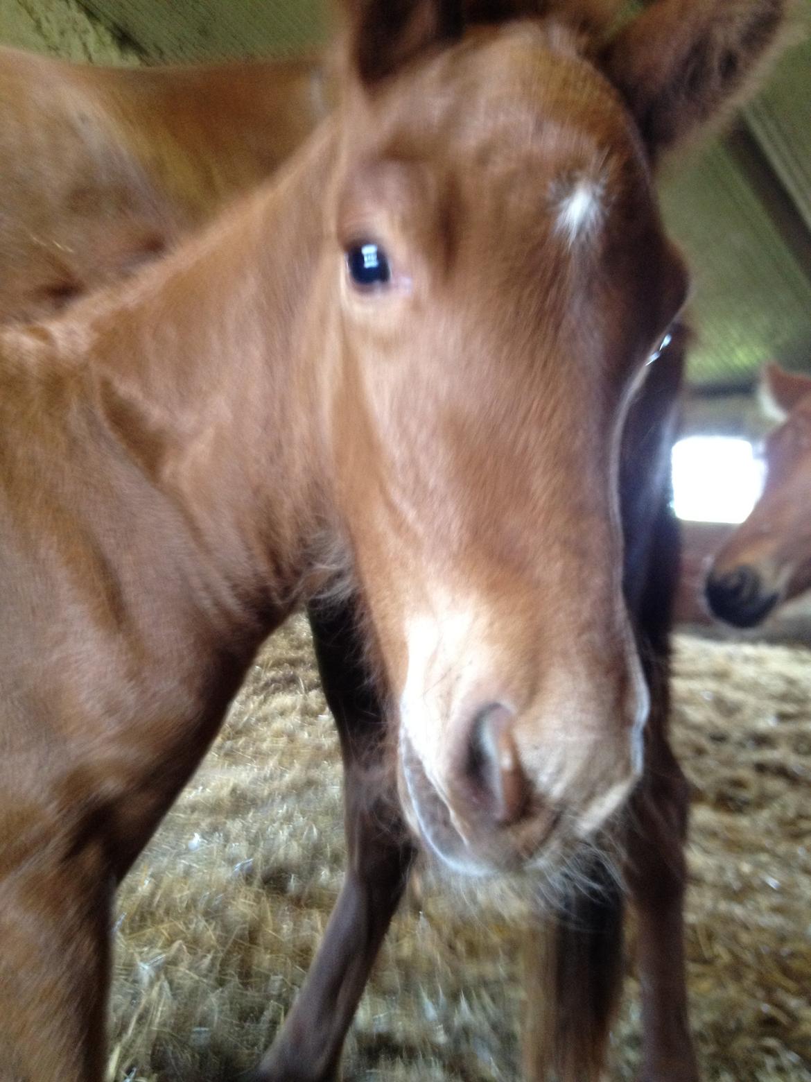 Islænder føllemand ? billede 7