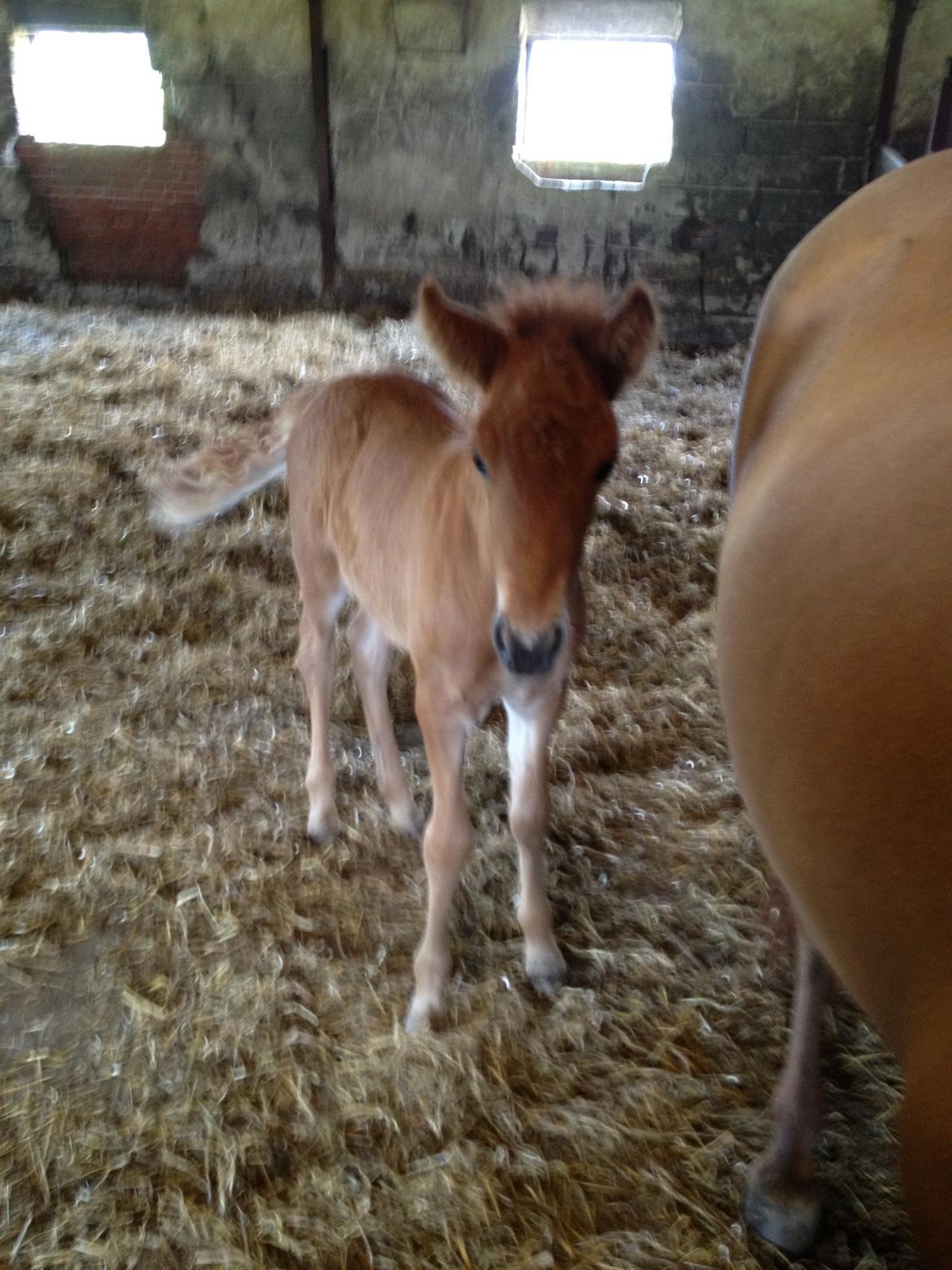 Islænder føllemand ? billede 8