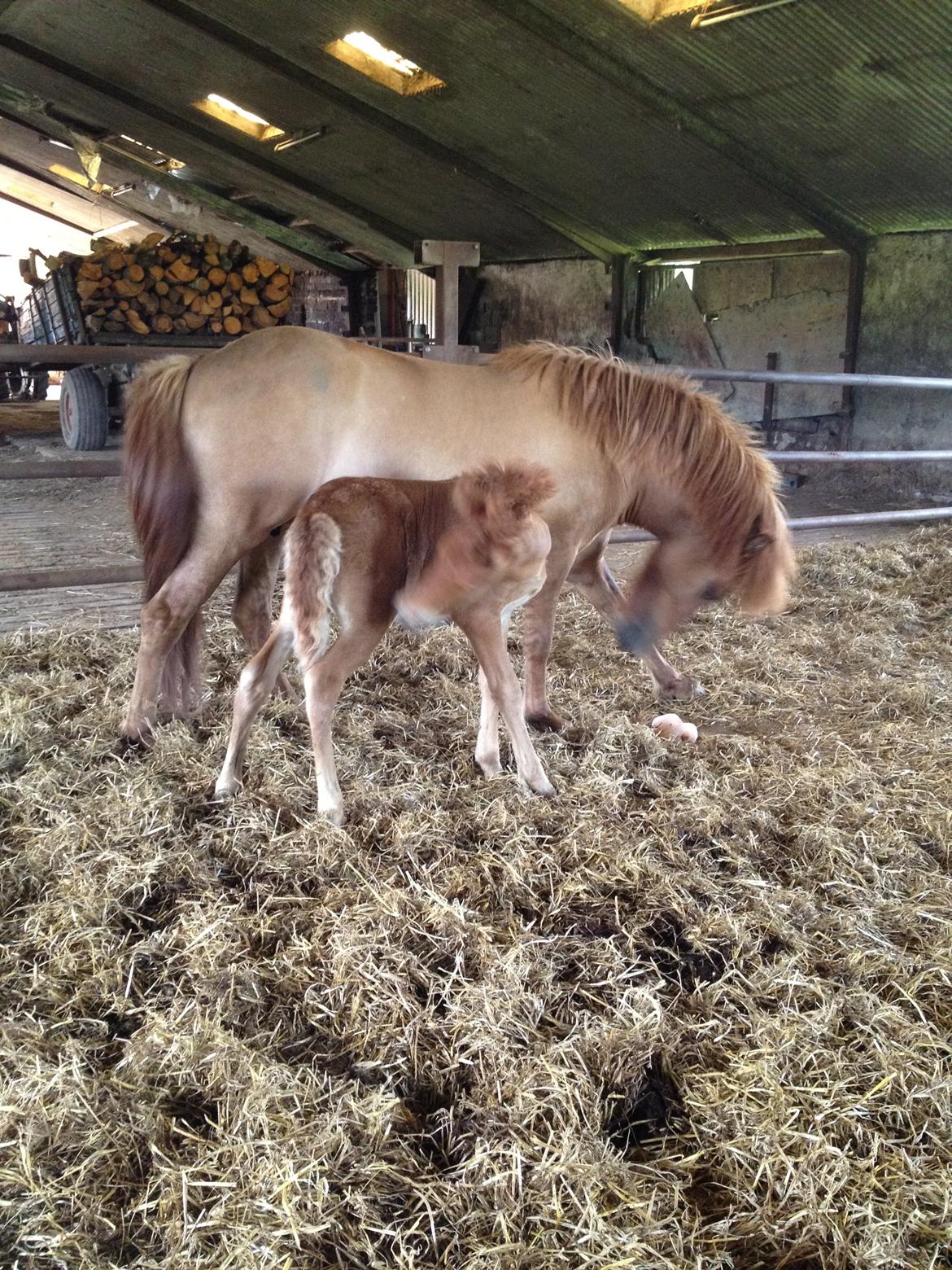 Islænder ? (følbert) billede 16