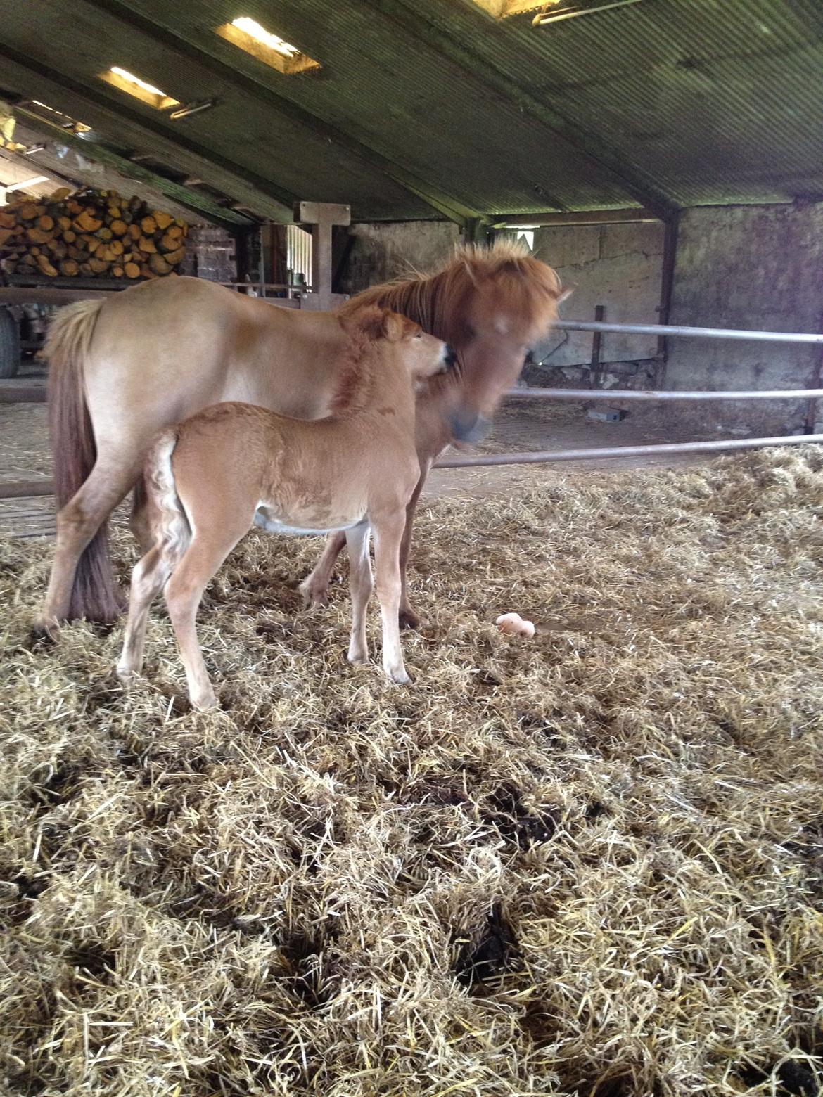 Islænder ? (følbert) billede 17