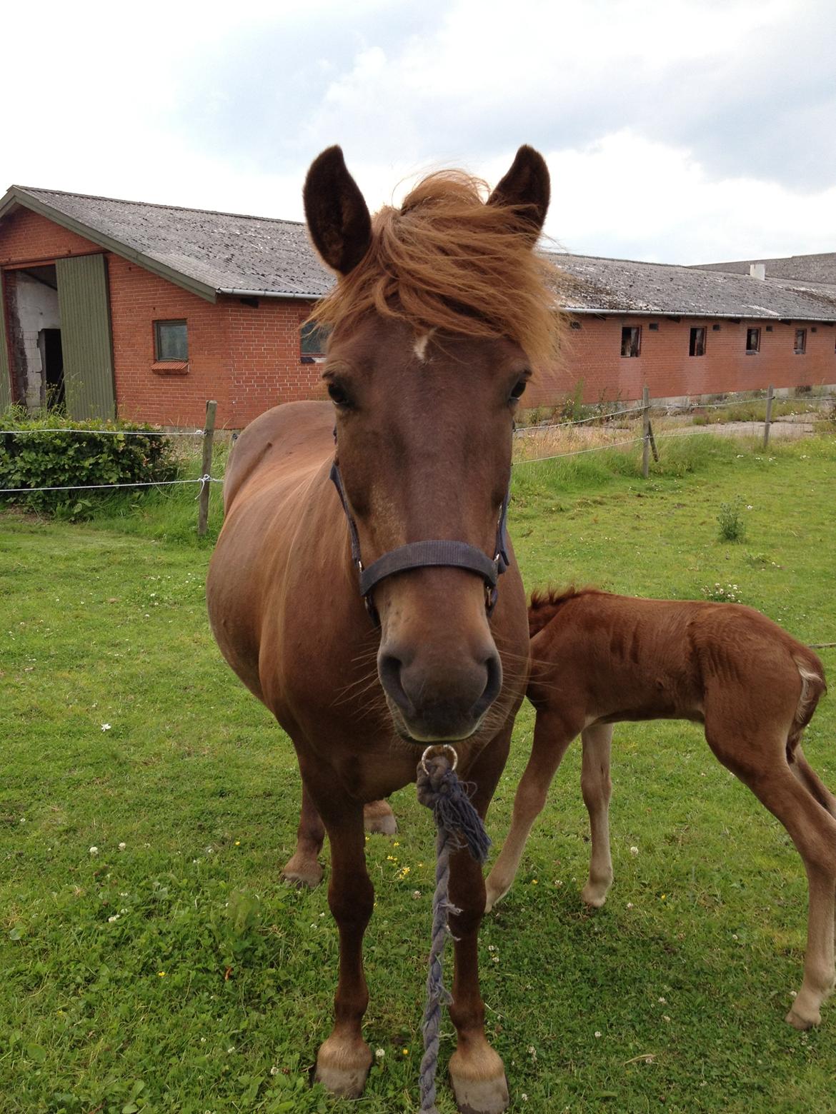 Islænder Glöd billede 8