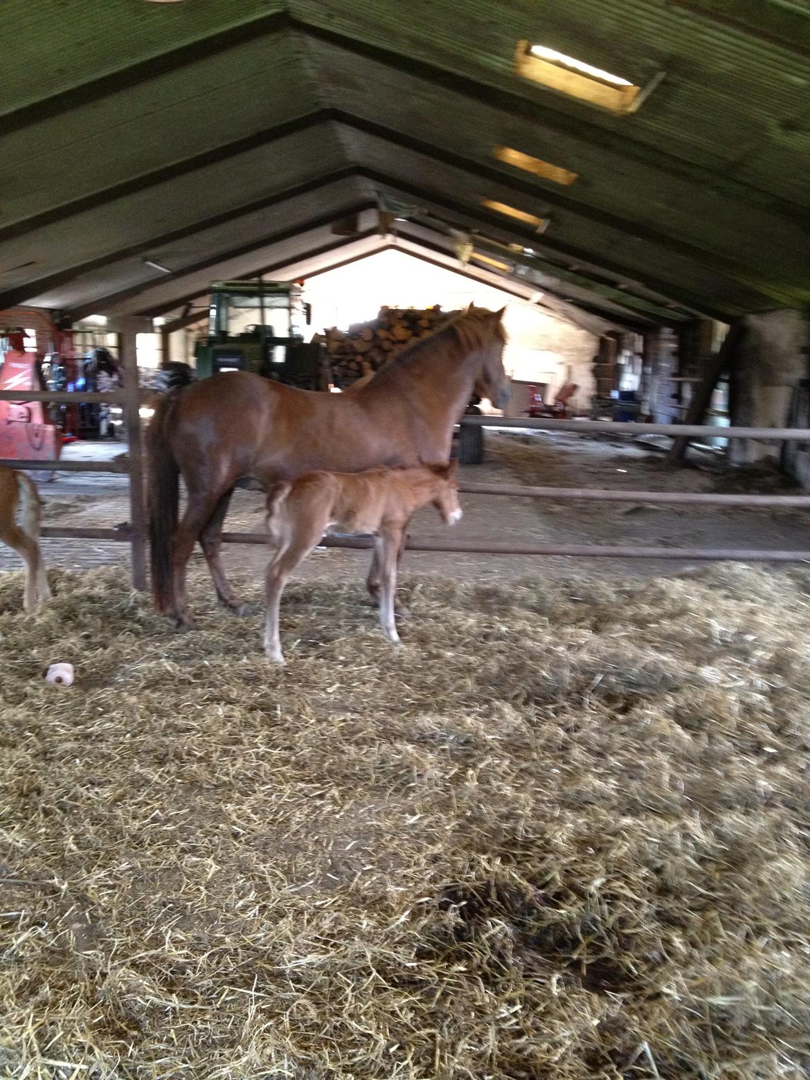 Islænder Glöd billede 9