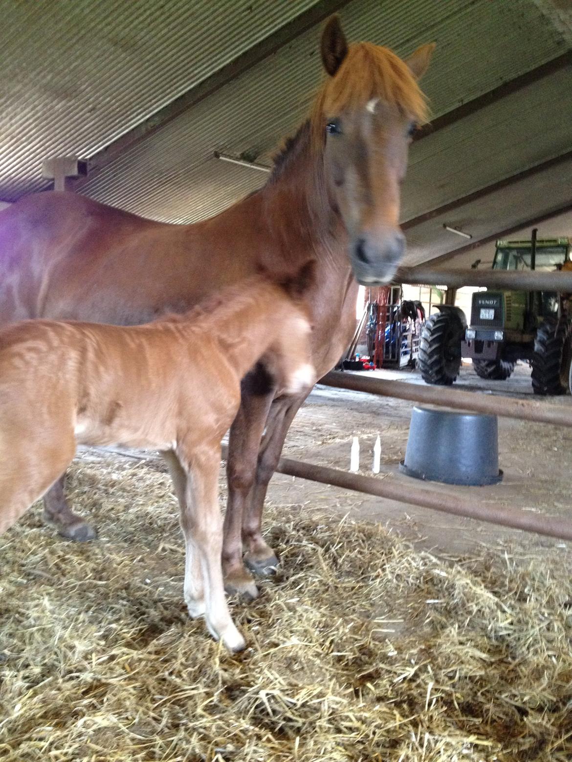 Islænder Glöd billede 10