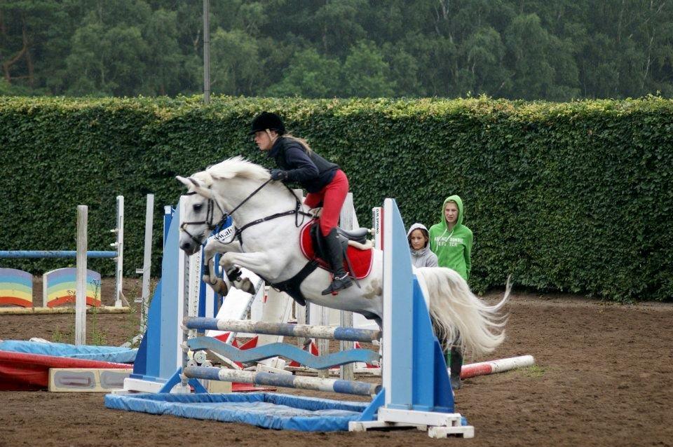 Anden særlig race Snowball billede 7