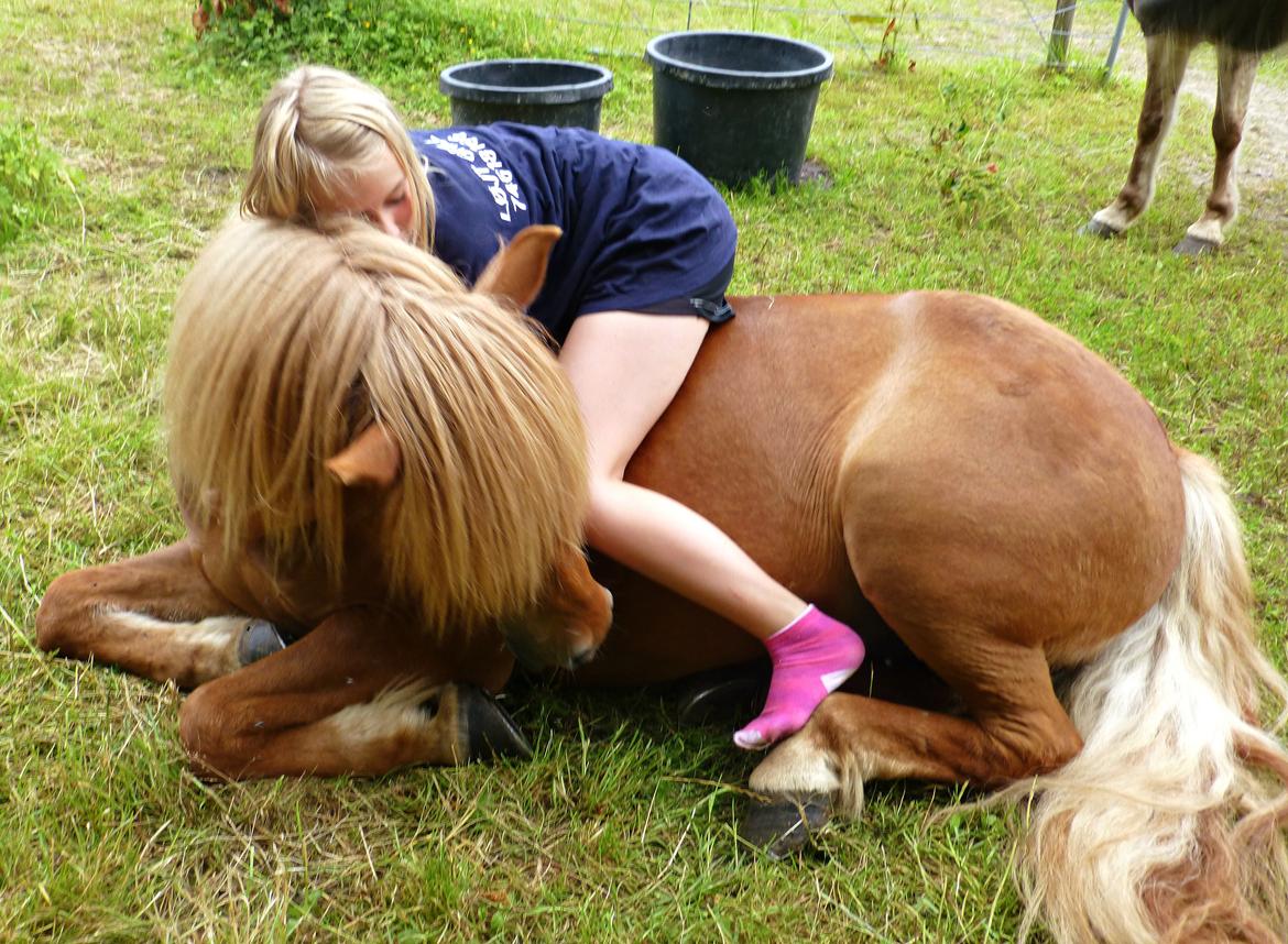 Islænder Ari fra Wennersminde  - Jeg stoler dig, du stoler på mig<3
Min bedste ven<3
Sommerferien 2012 billede 6