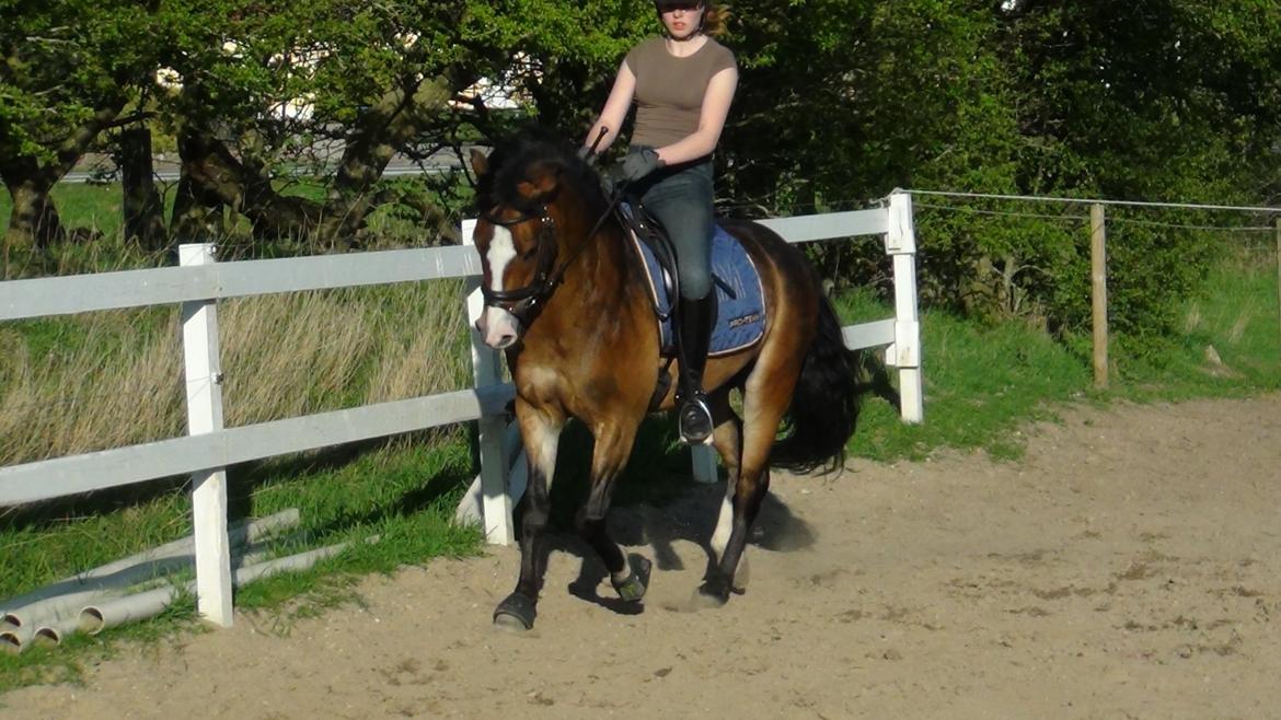 Anden særlig race Kaspar billede 17