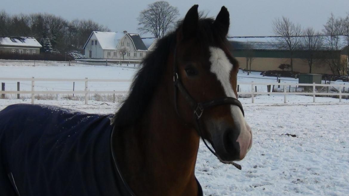 Anden særlig race Kaspar billede 19