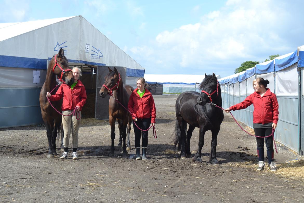 Fell pony Bygballegaards Bashim billede 7