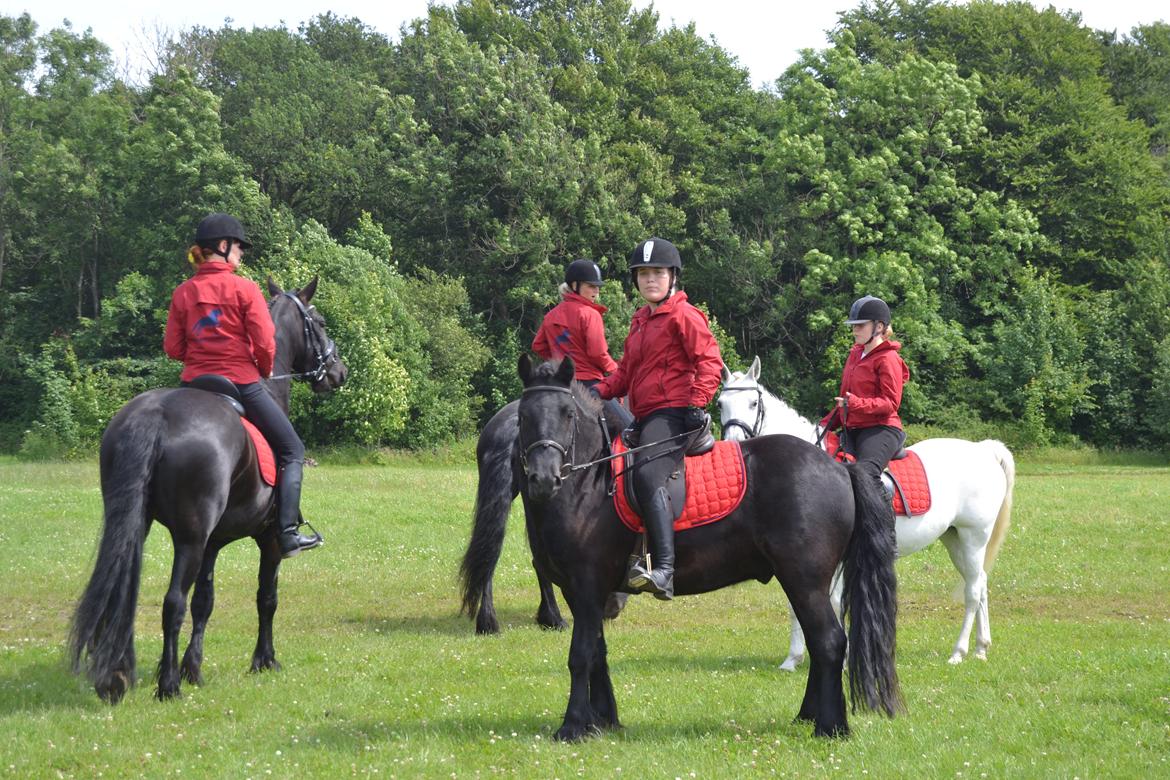 Fell pony Bygballegaards Bashim billede 8