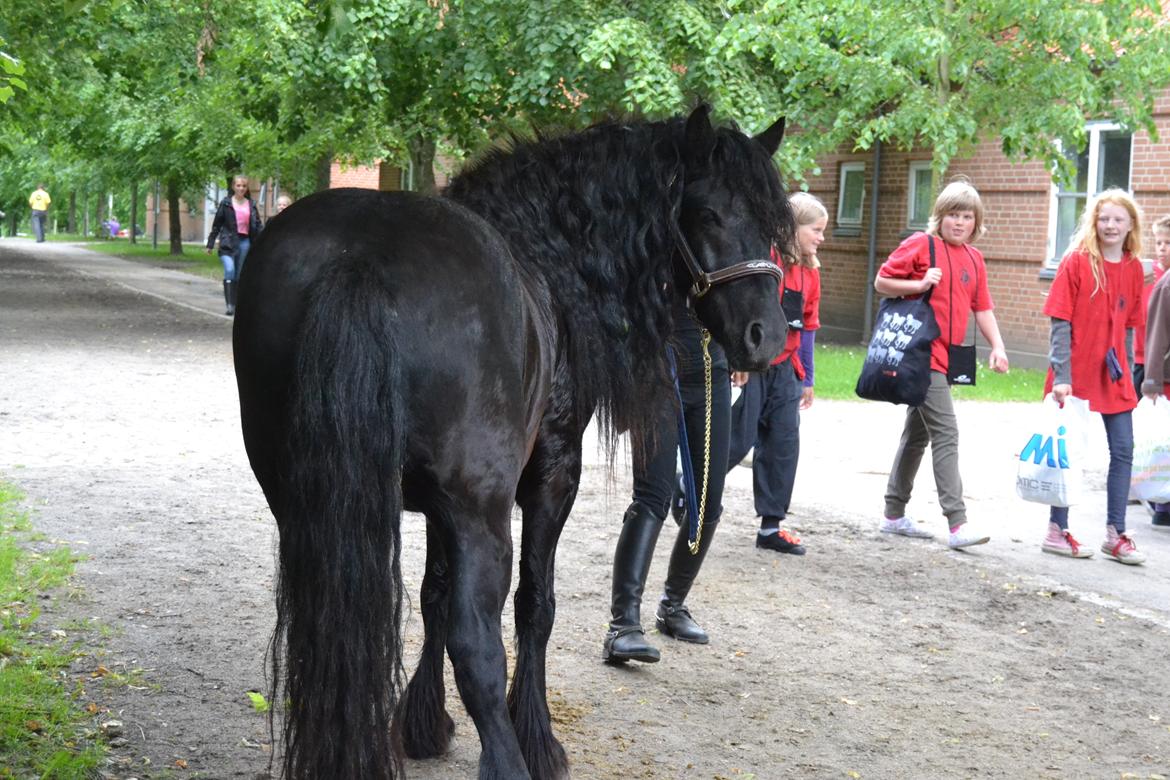 Fell pony Bygballegaards Bashim billede 11