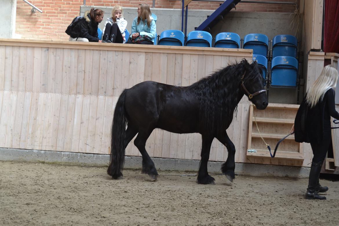 Fell pony Bygballegaards Bashim billede 12