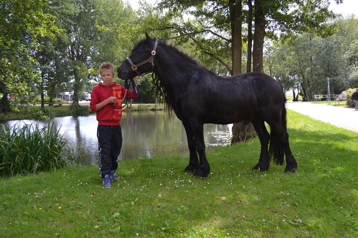 Fell pony Bygballegaards Bashim billede 13