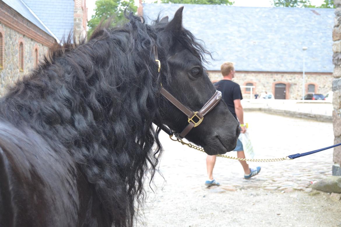 Fell pony Bygballegaards Bashim billede 15