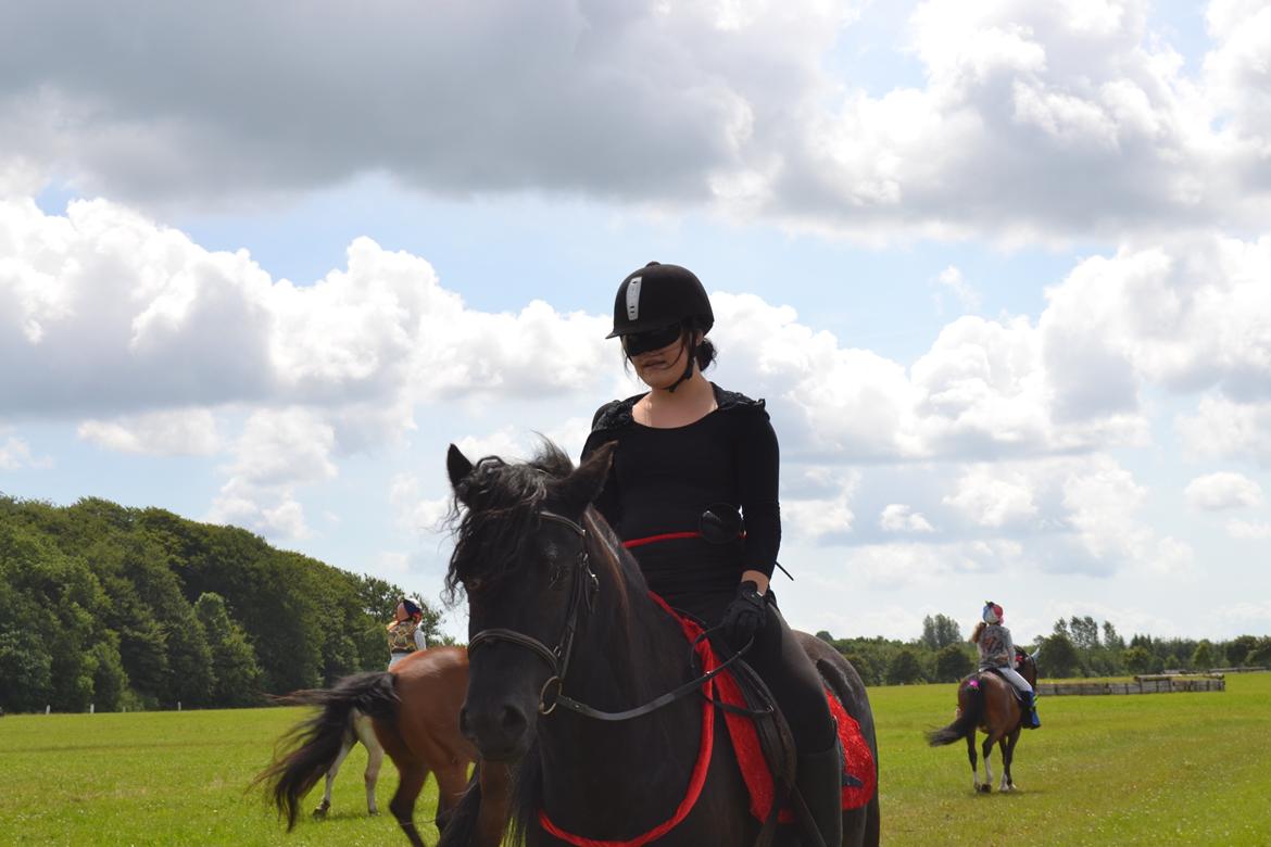 Fell pony Bygballegaards Bashim billede 16