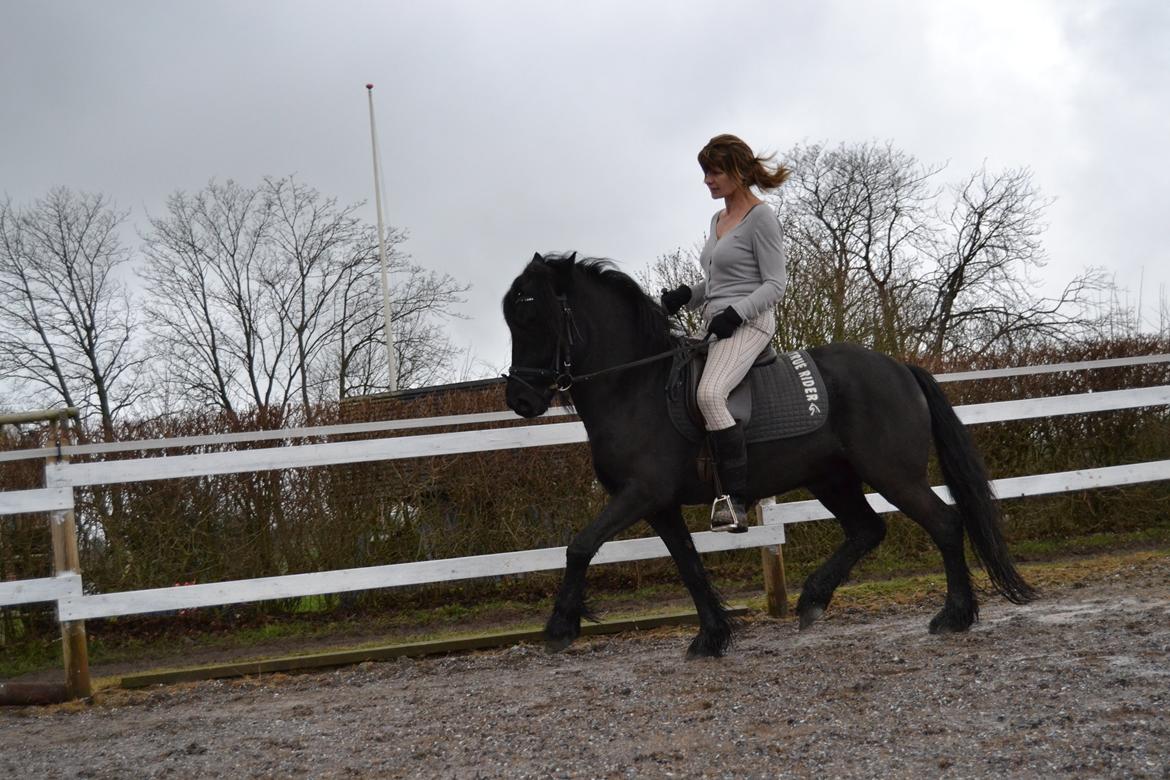 Fell pony Bygballegaards Bashim billede 17