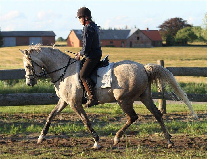 Arabisk fuldblod (OX) Sakina Zakaria - SOLGT - billede 18