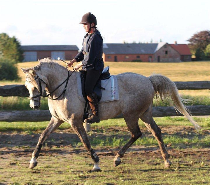 Arabisk fuldblod (OX) Sakina Zakaria - SOLGT - billede 1