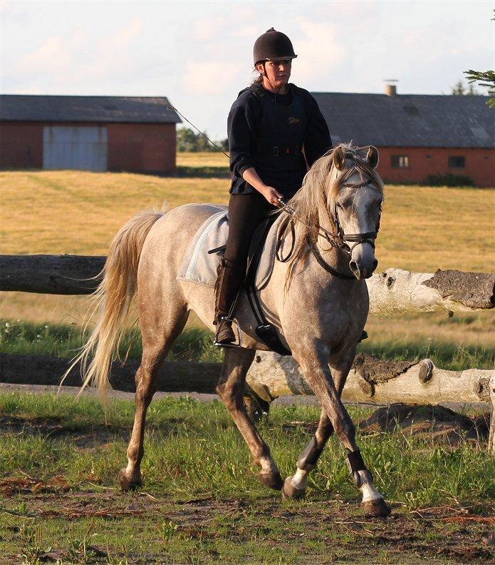 Arabisk fuldblod (OX) Sakina Zakaria - SOLGT - billede 19