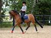 New Forest Fuglekildes macoy [Tidl. hest]